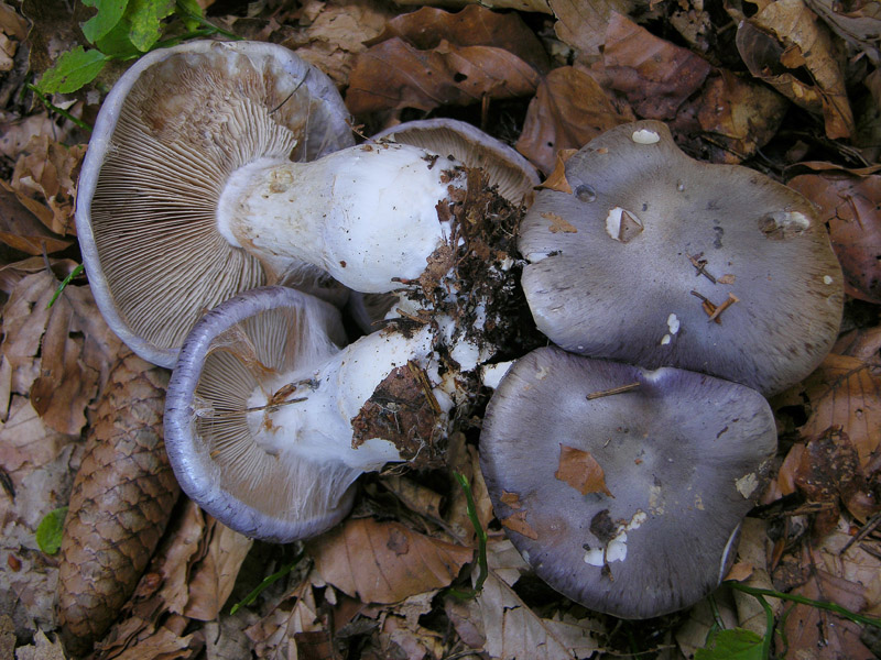 Cortinarius cumatilis.